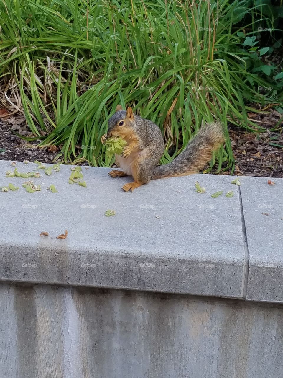 squirrel munching on greenery
