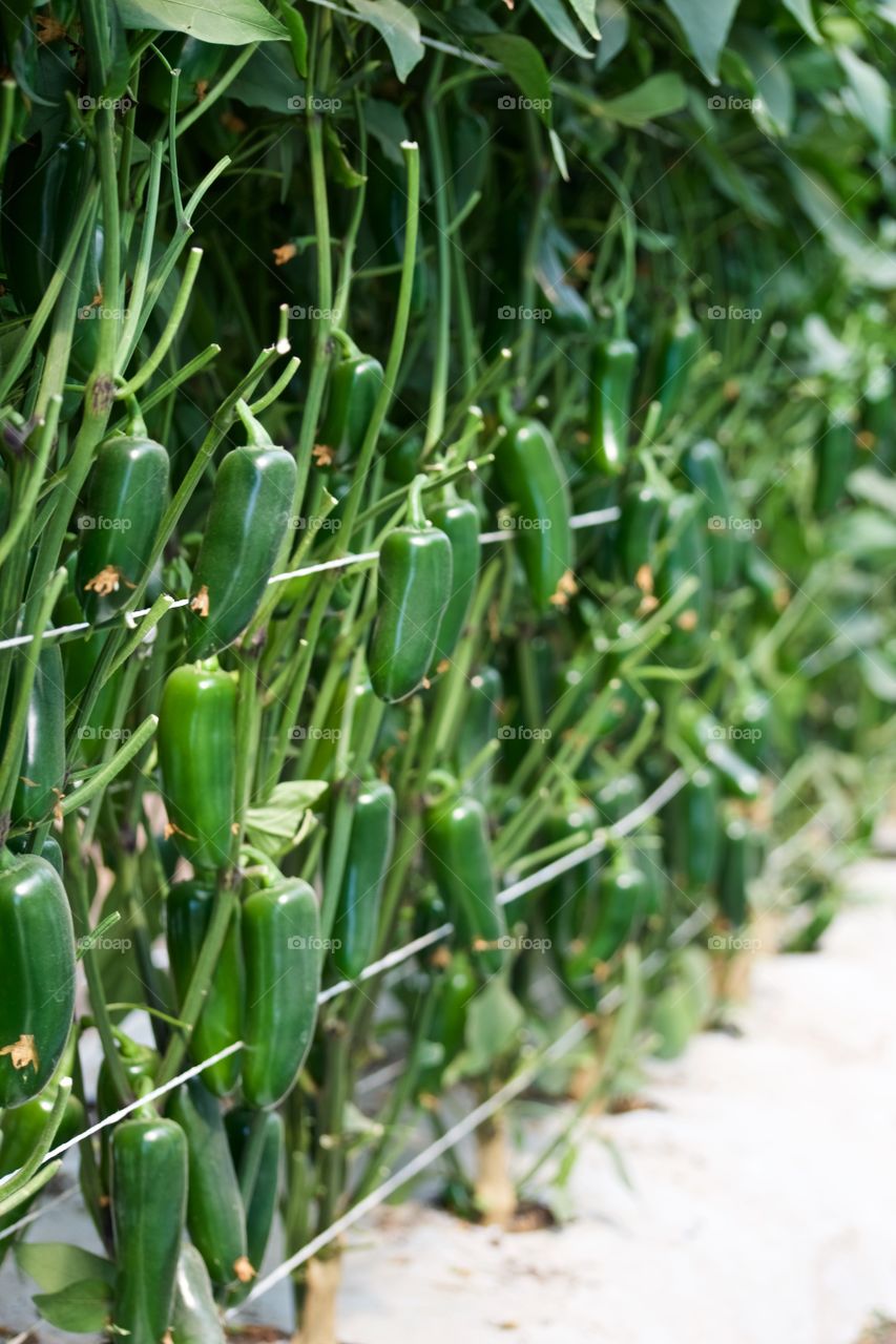 Jalapeno's production