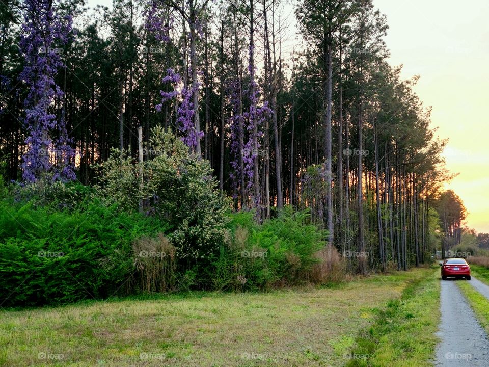 Colors of Spring - Colores de Primavera