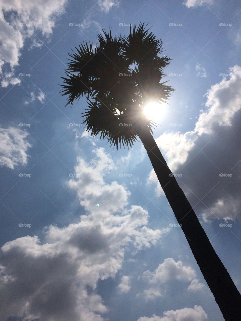 one palm tree silhouette nature 