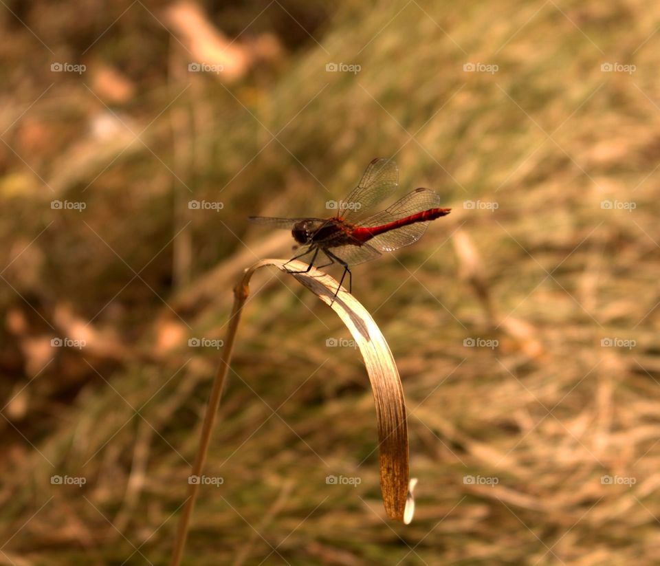 Simpetum sanguineum,known as ruddy darter,a beautiful dragonfly that proved to be a great subject but which required much patience.