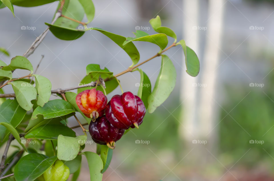 Pitanga Cherries On Tree Branch