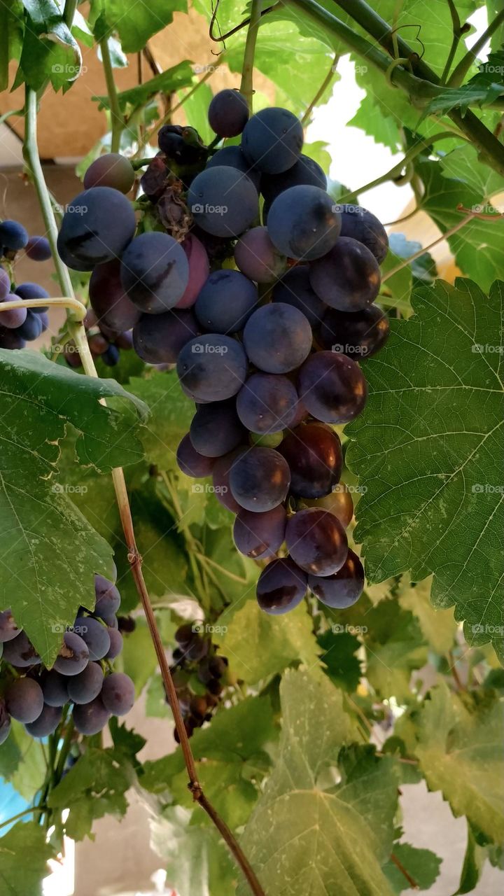 grapes