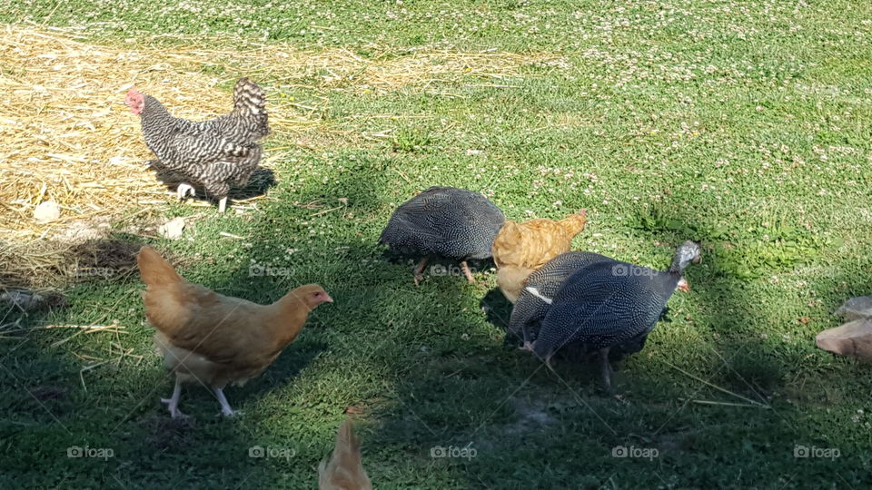 chickens and guineas