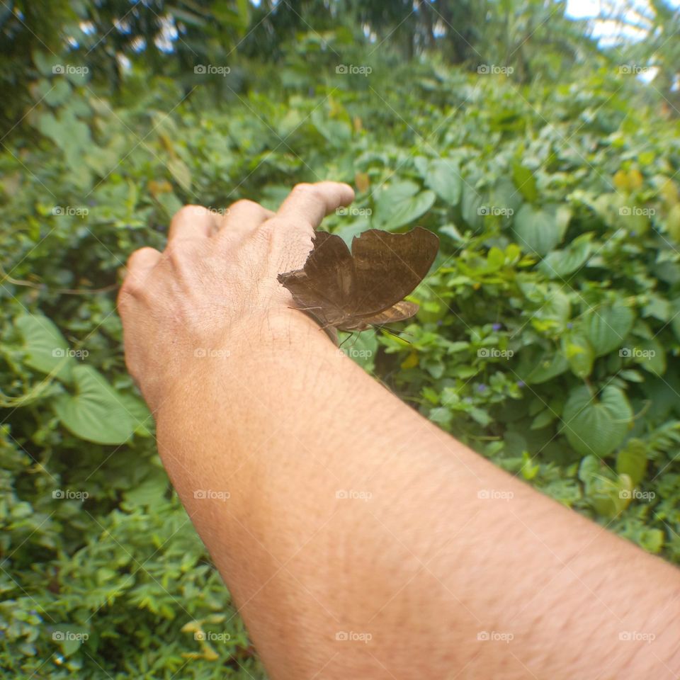 Beautiful butterfly perched on hand