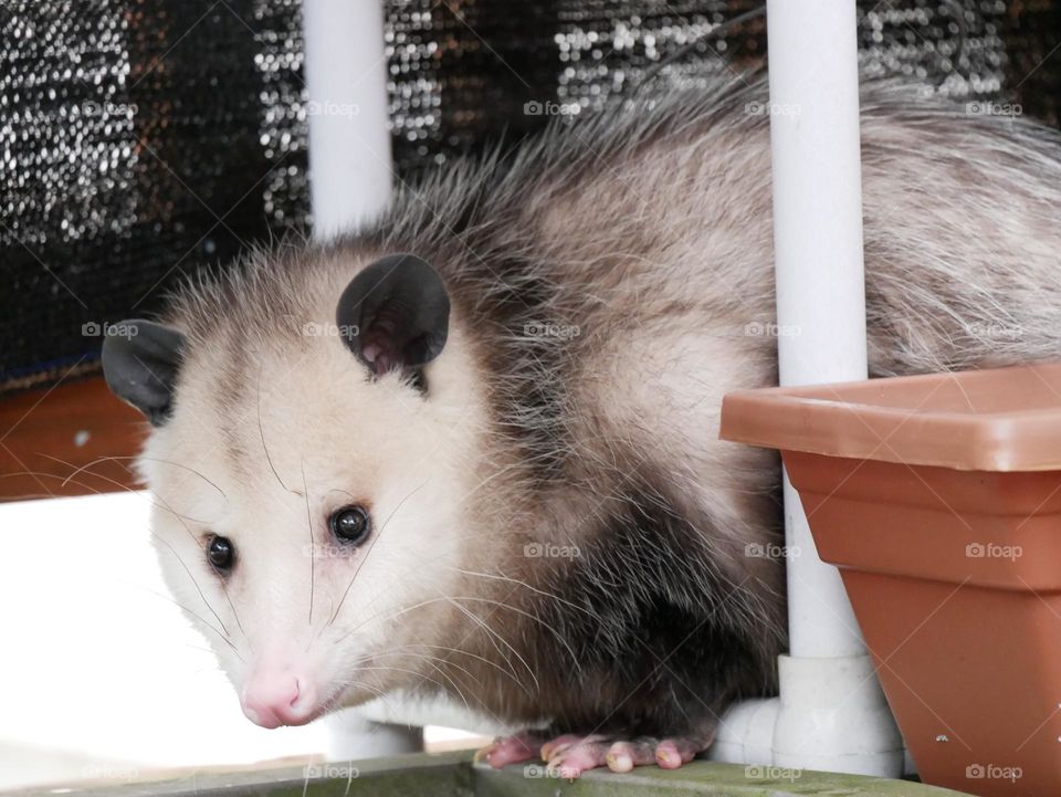 A large, cold opossum seeks shelter on a porch, in a suburban neighborhood. 