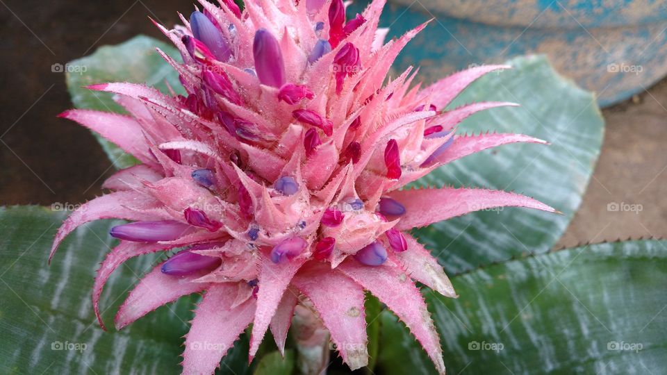 Roxo, púrpura, rosa, magenta, branca, azul, vermelha, violeta, lilas...