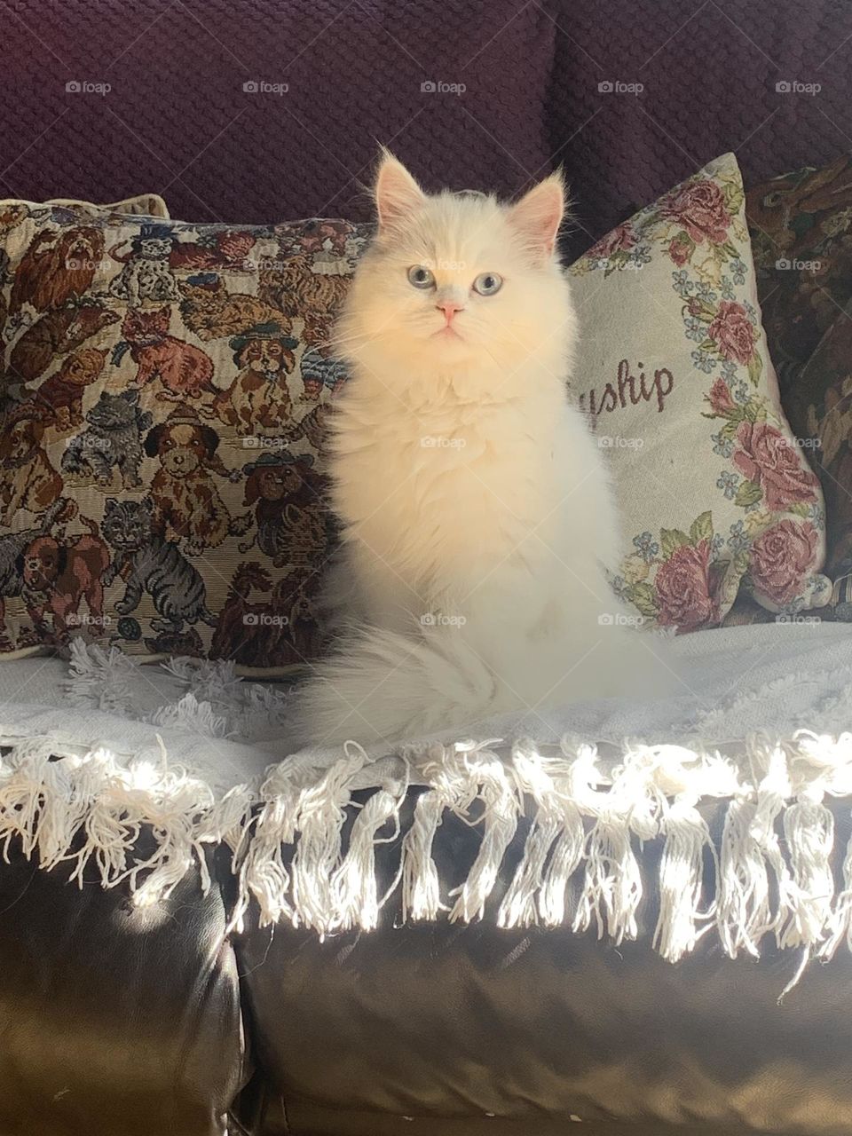 Queen Sin, The Persian kitty. 