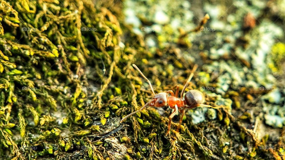 Ant on a tree shot on iPhone with moment macro lens 