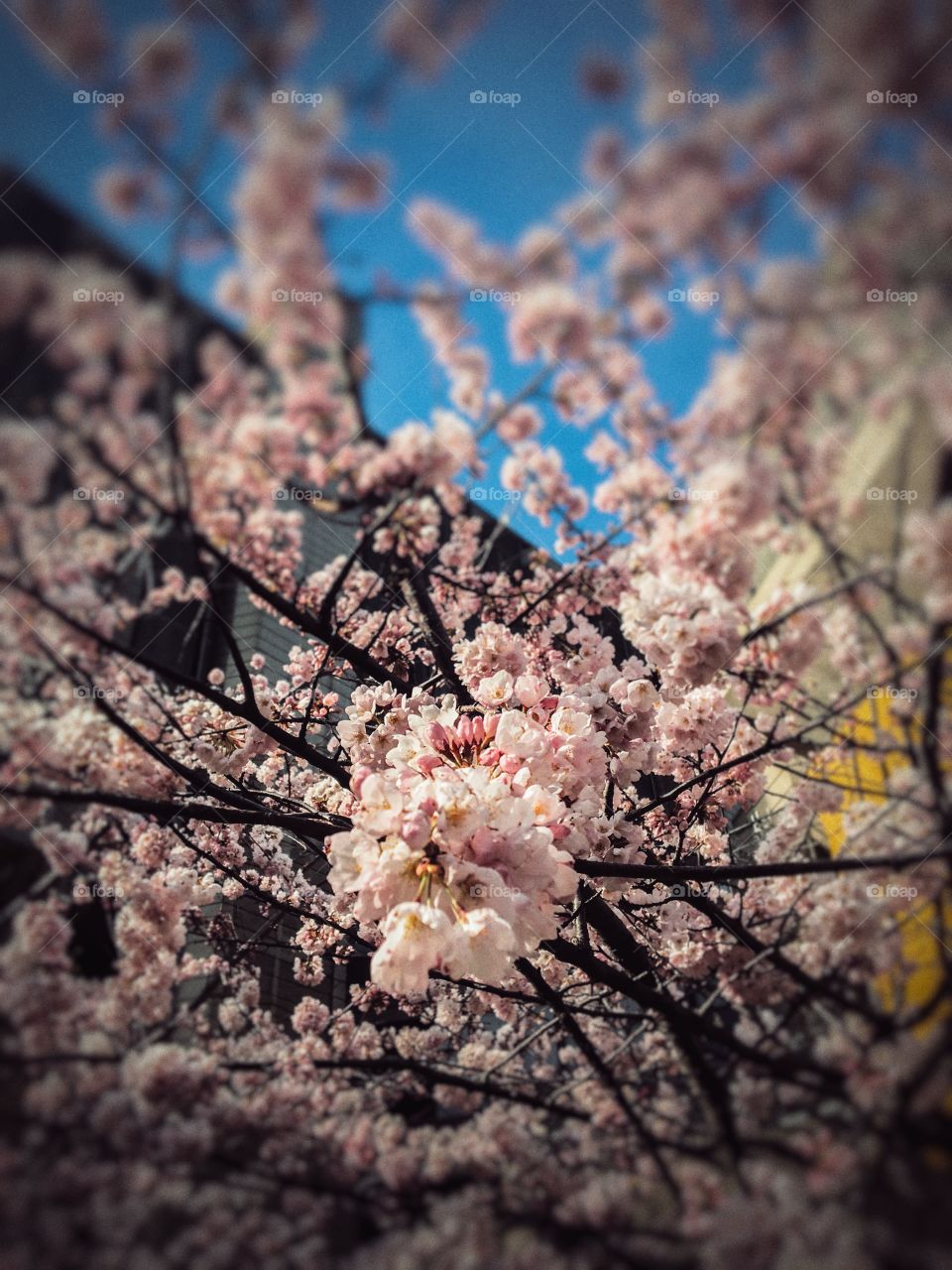 Sakura blossom at U of T