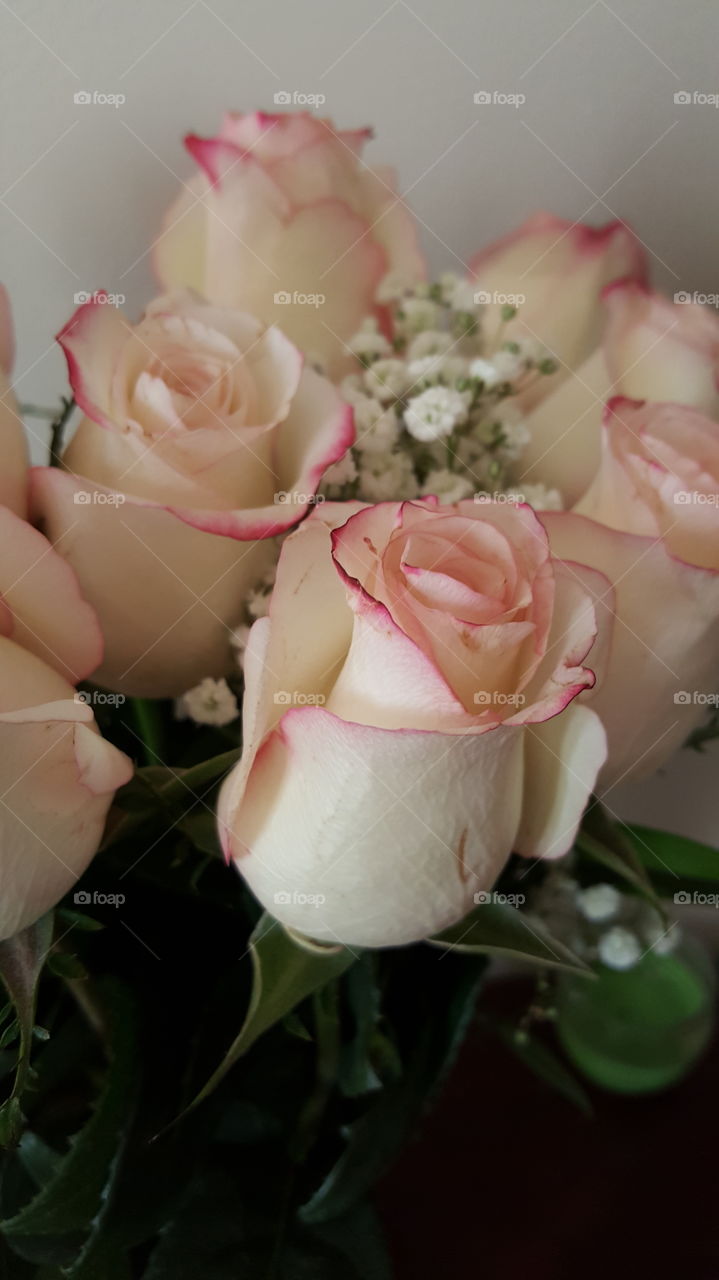 roses. white and pink roses