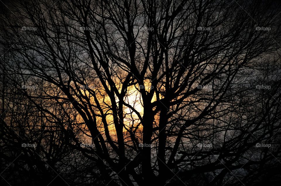 Tree in the Sunset