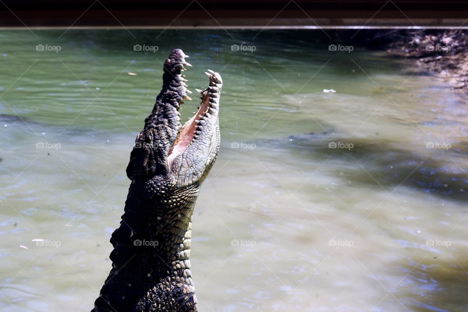 Crocodile in the river