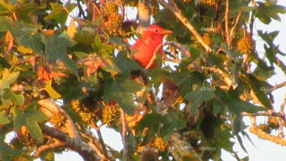 Tree, Leaf, Season, Outdoors, Branch