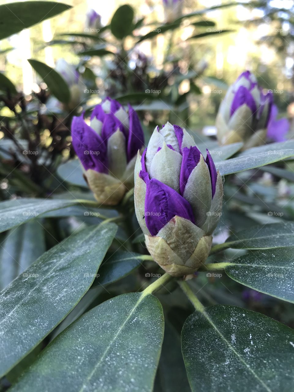 Rhododendron buds budding