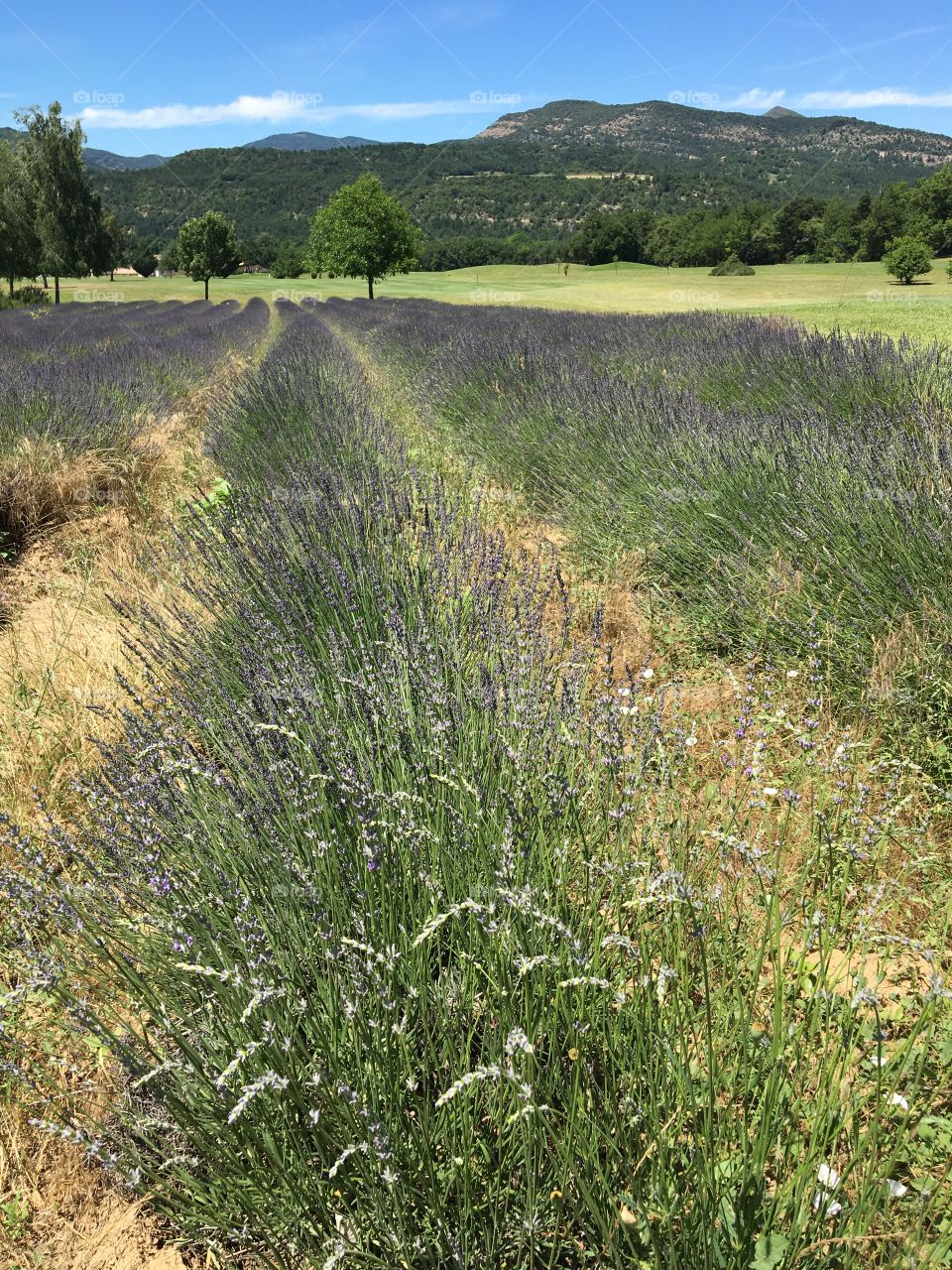 Lavender culture