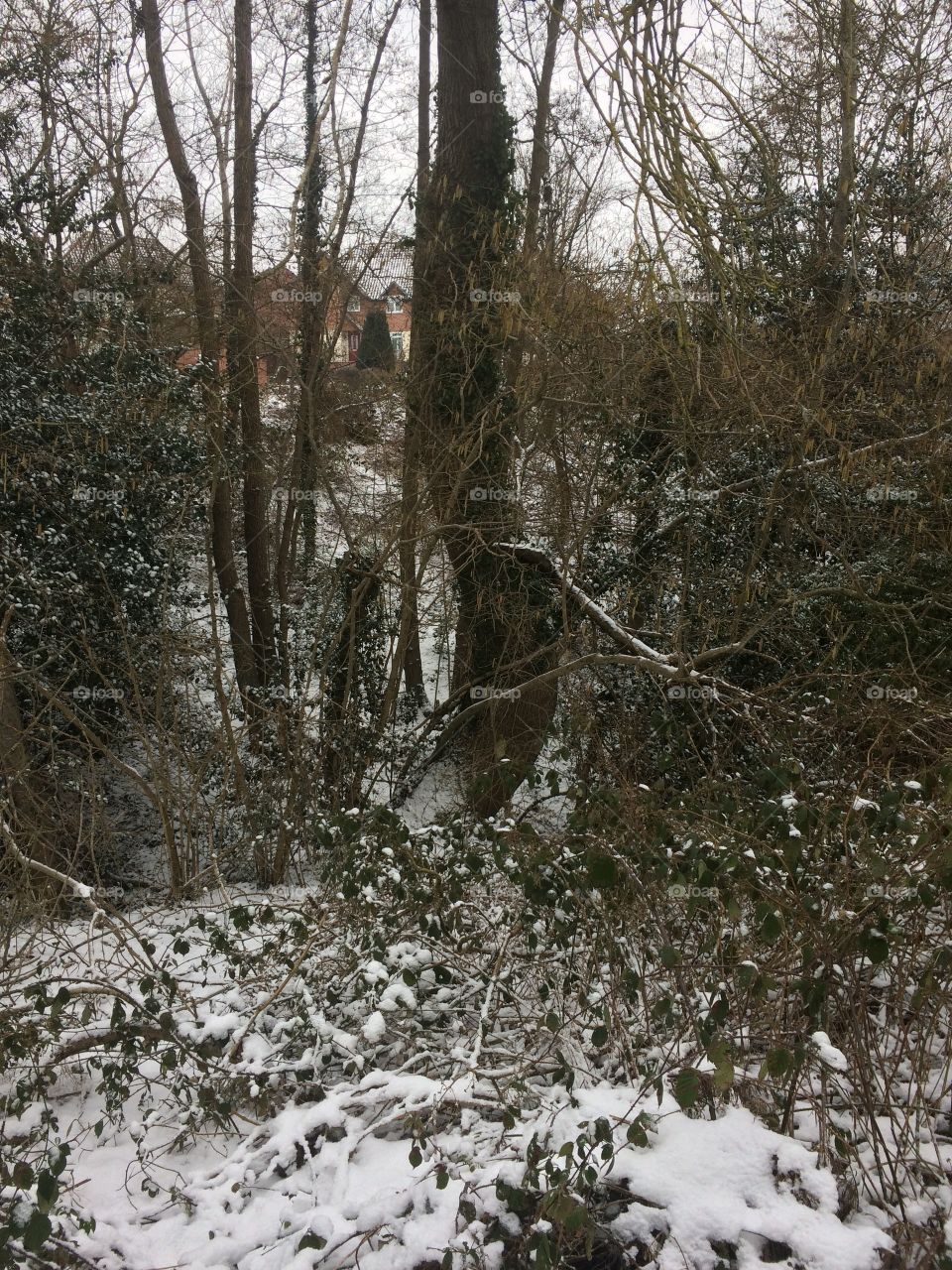 The gloating snow through the trees. 