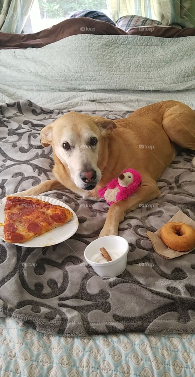 dogs like pizza too