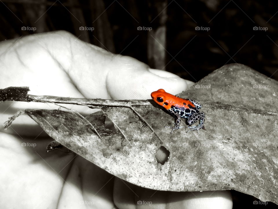 Frog, colorful. Poison dart frog amazon rainforest peru