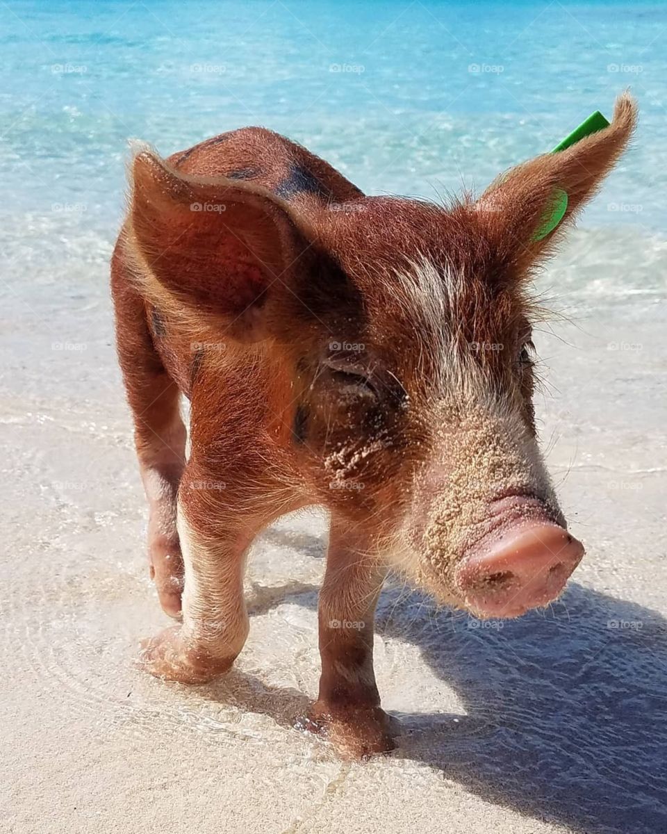 Pig’s life Beach Life!