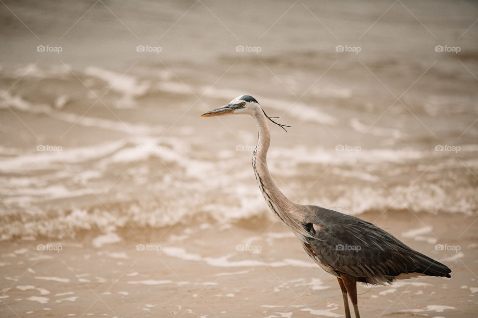 Heron on beach 