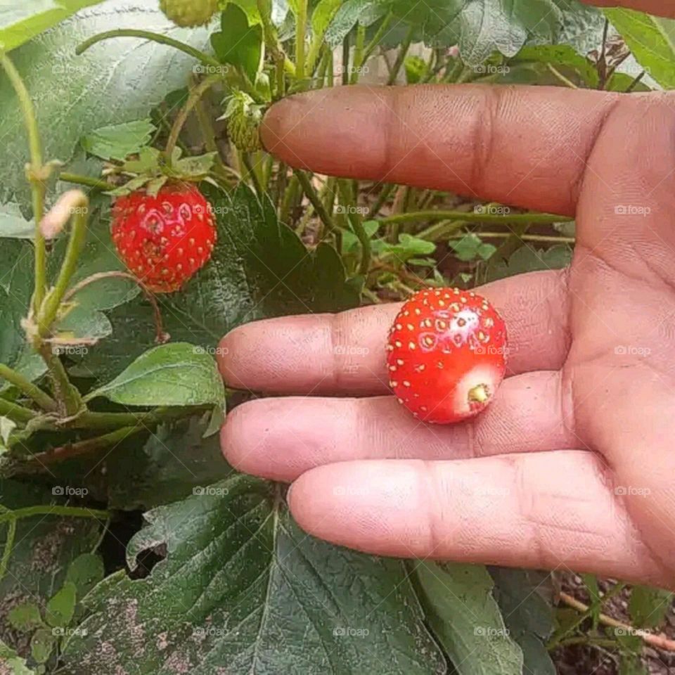 most beautiful and attractive view of the farm.