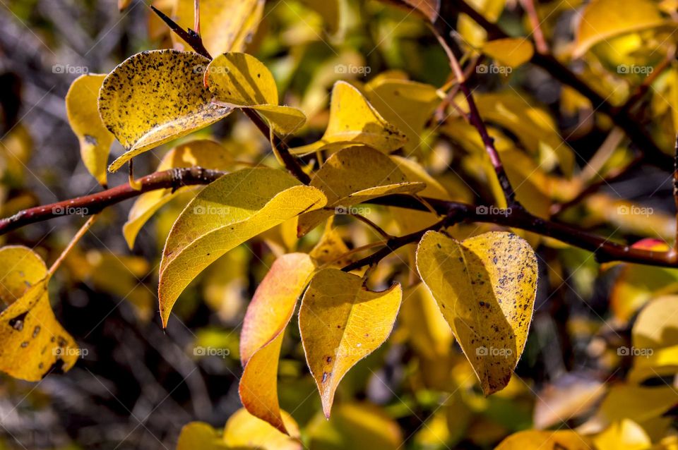 Autumn leaves