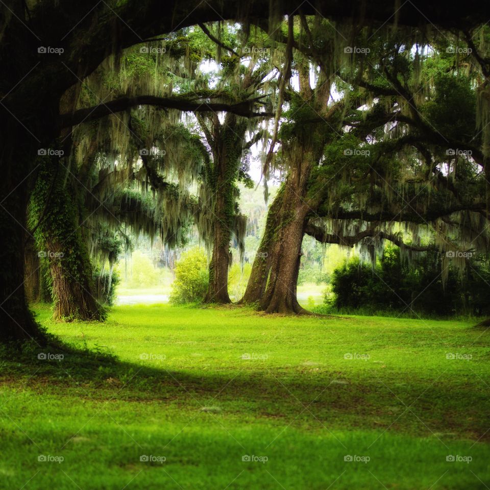 Magical Forest in Florida