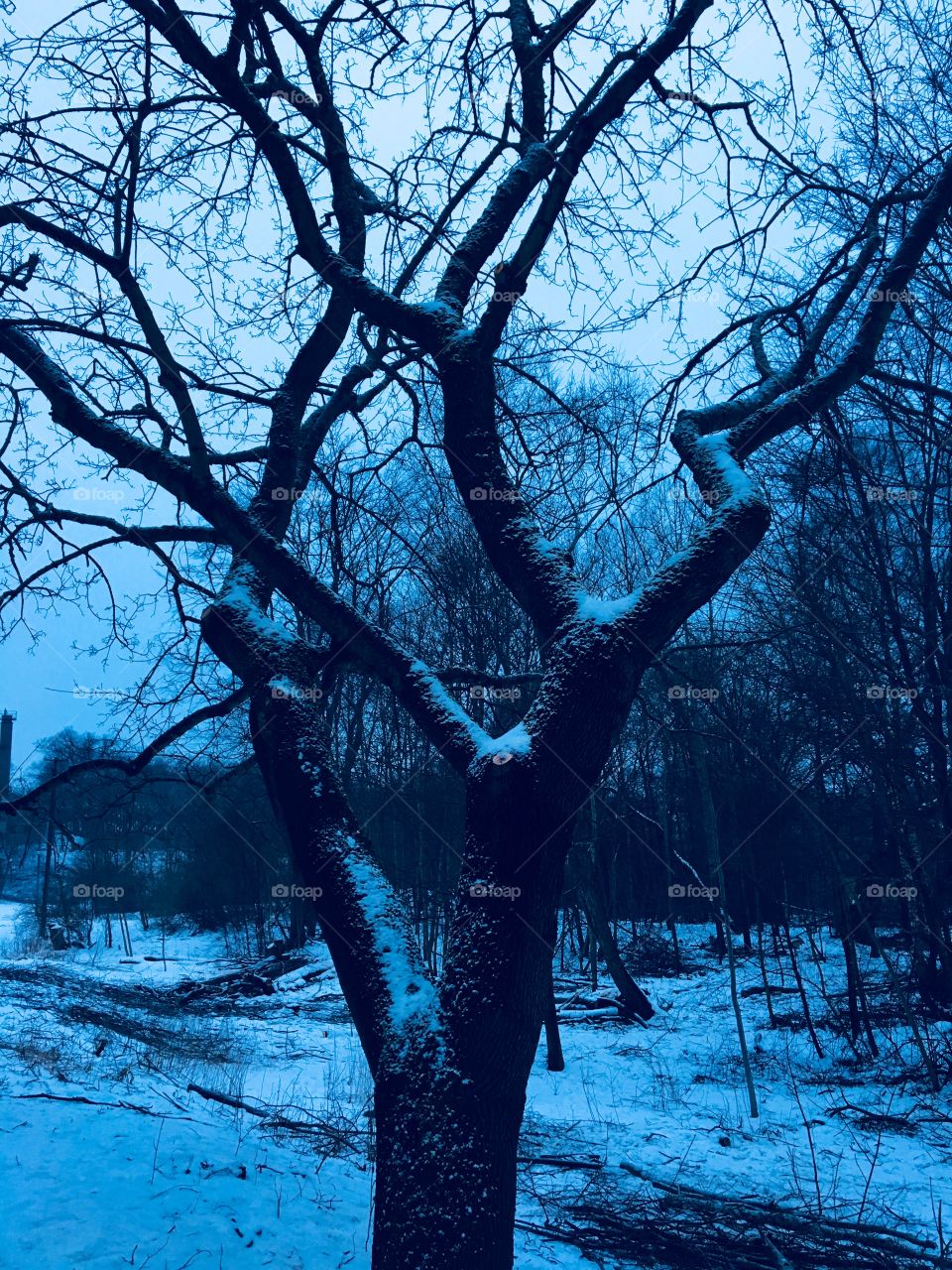 Winter tree