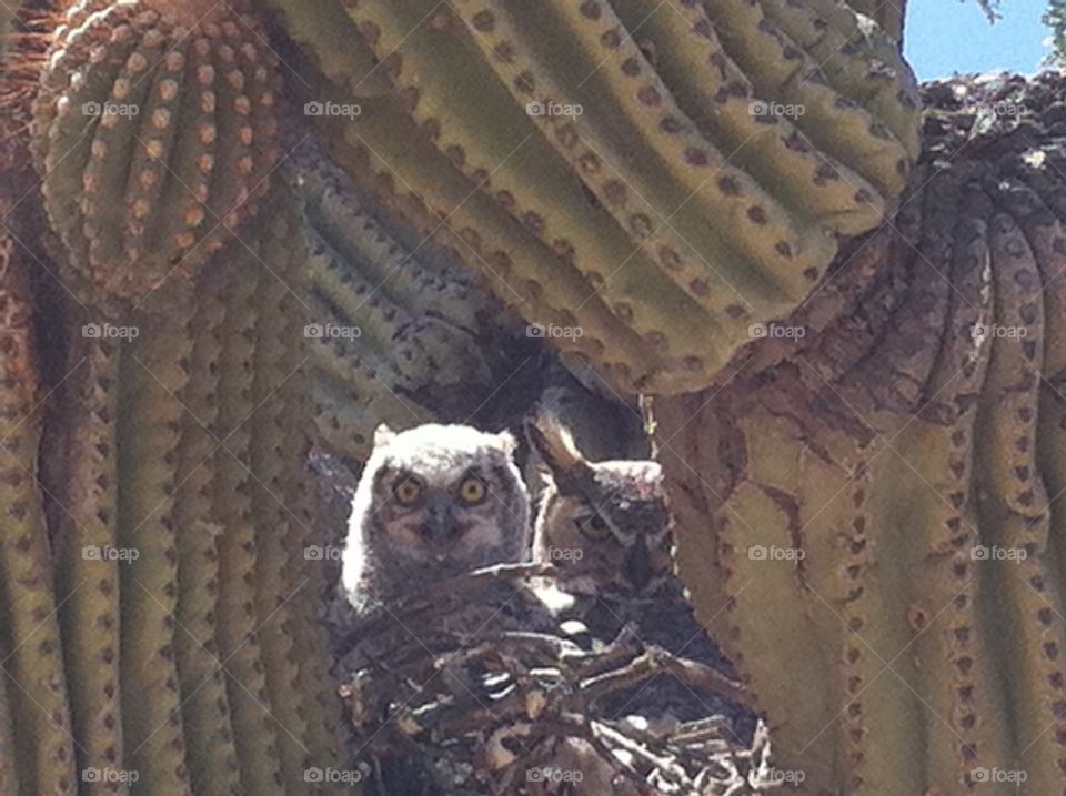 Owl, adult, young one, Az.