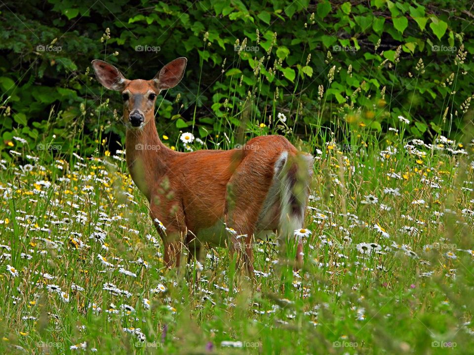 A whitetail doe poses after eating daisies from the flower garden in the Spring. Gardeners who live in heavily deer-populated areas know just how frustrating it can be to see their hard work trampled and eaten by hungry, roaming deer.