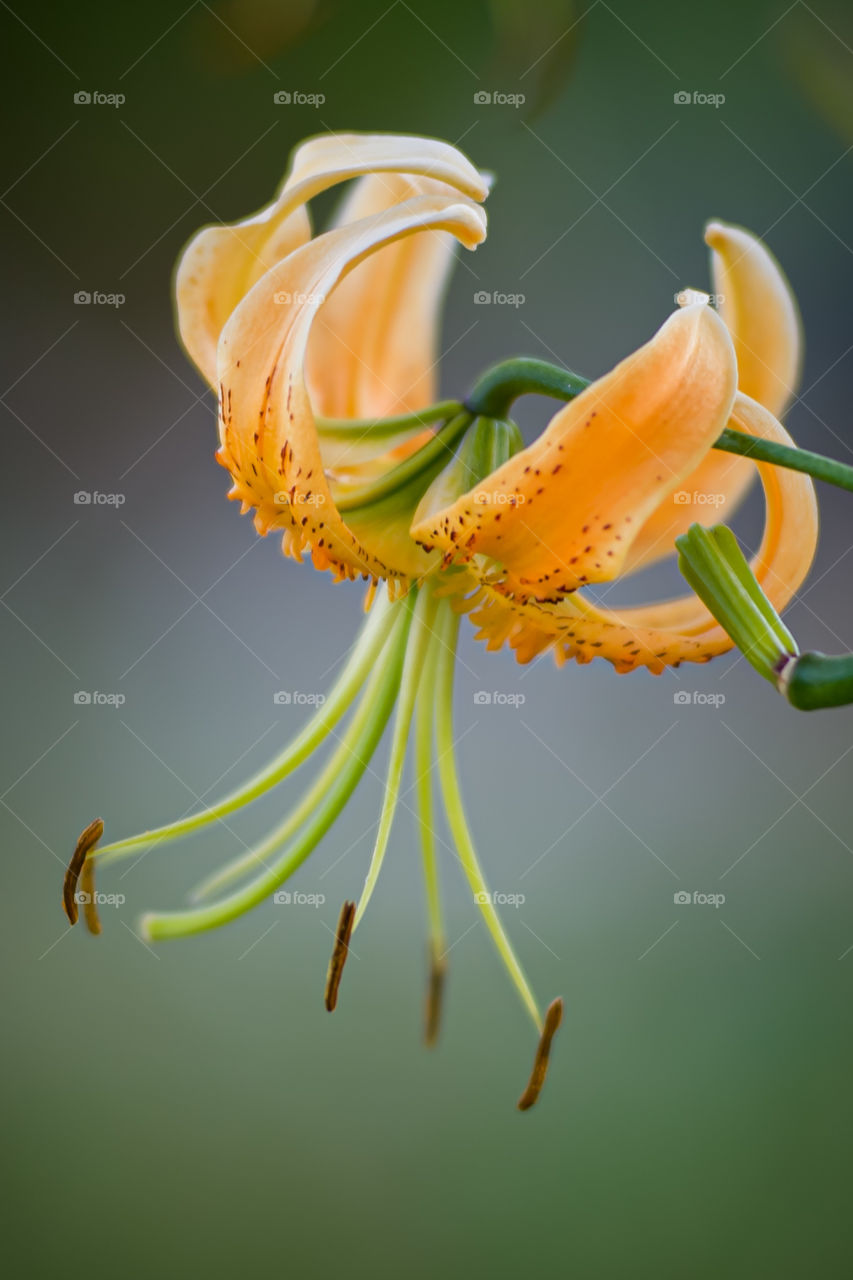 very beautiful lily flower in the garden