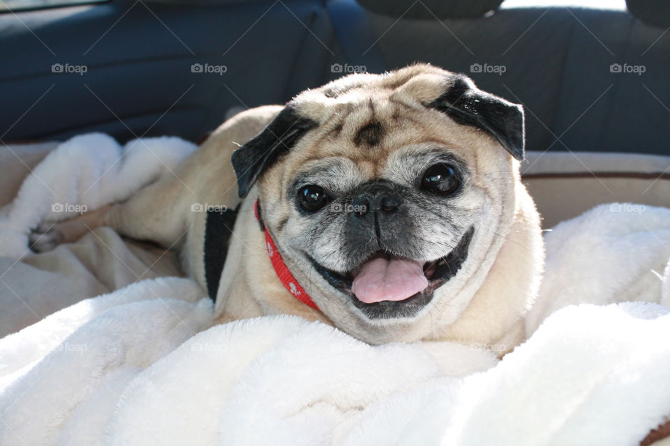 Resting after a walk at the park