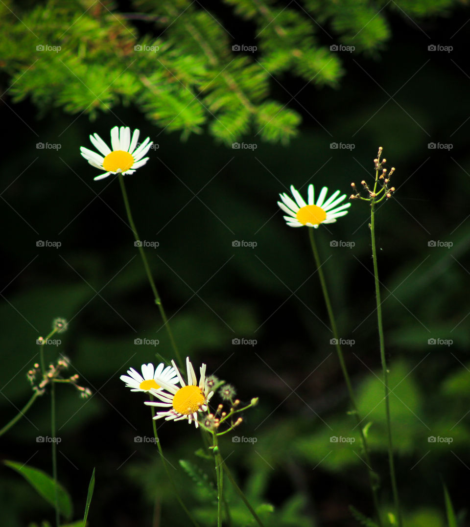 daisys in he forrest