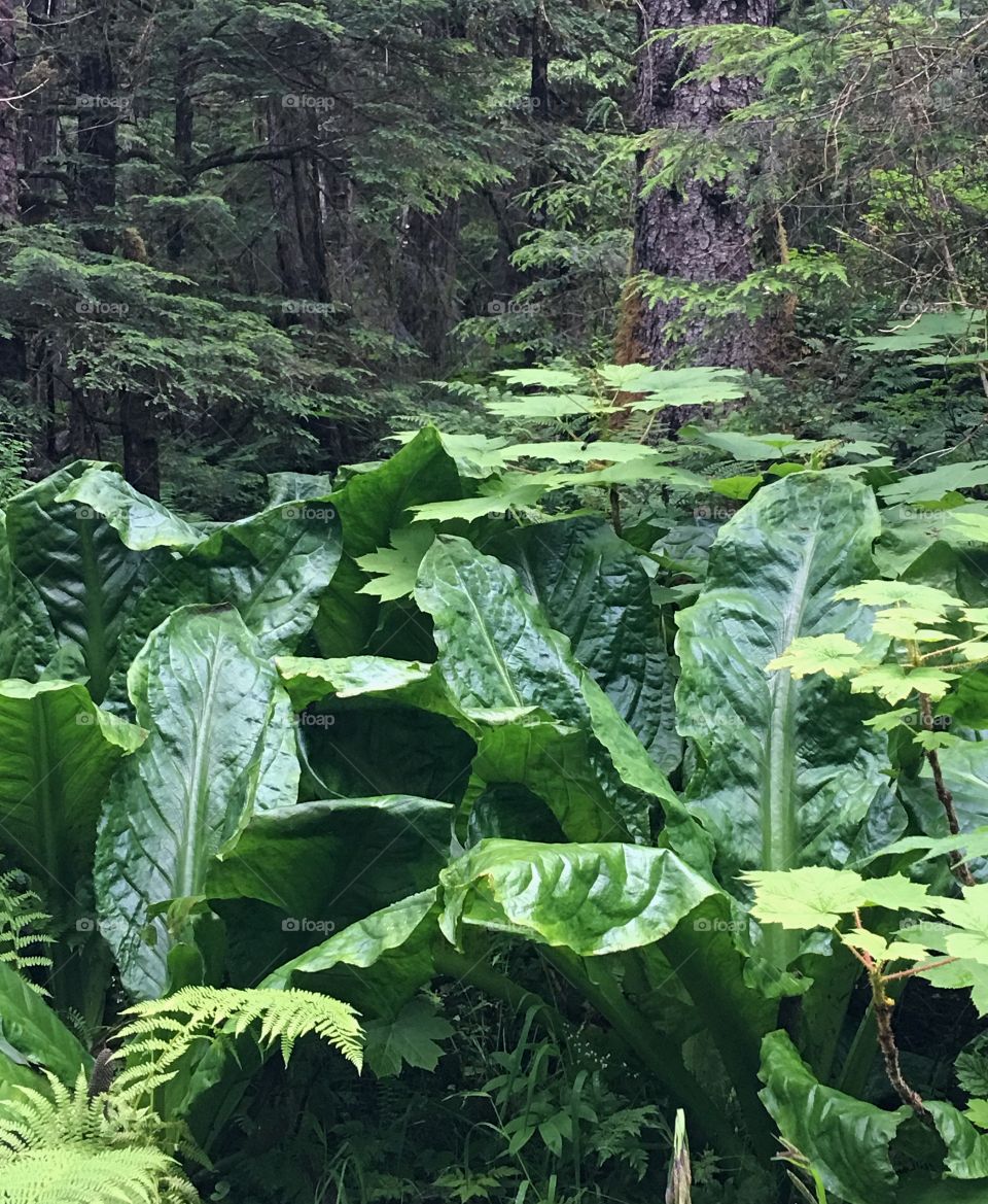 Skunk cabbage