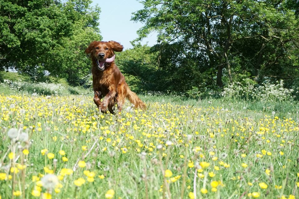 Quinn Two .. Red setter running in a wild flower meadow 