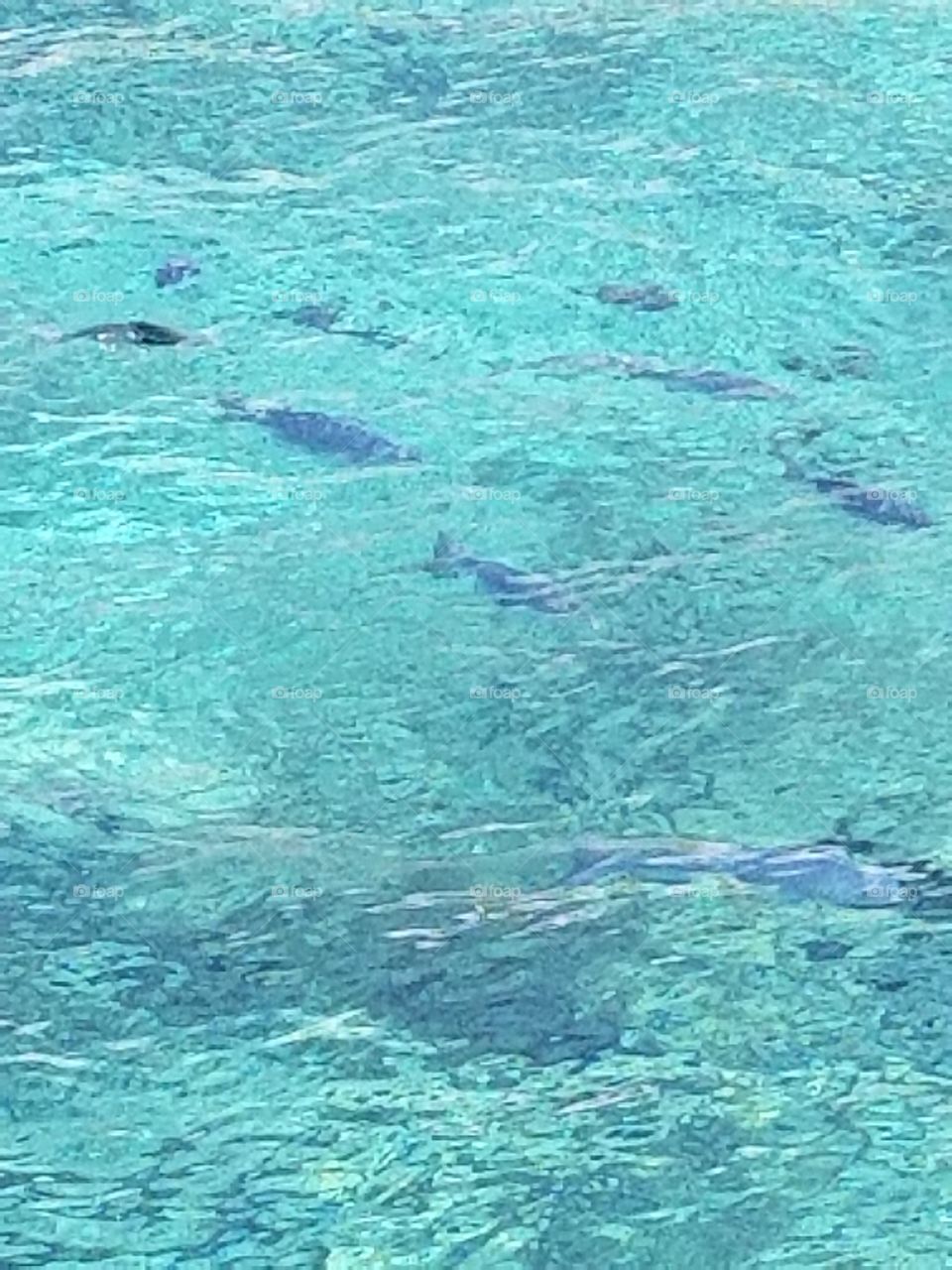 Clear blue Caribbean water with fish