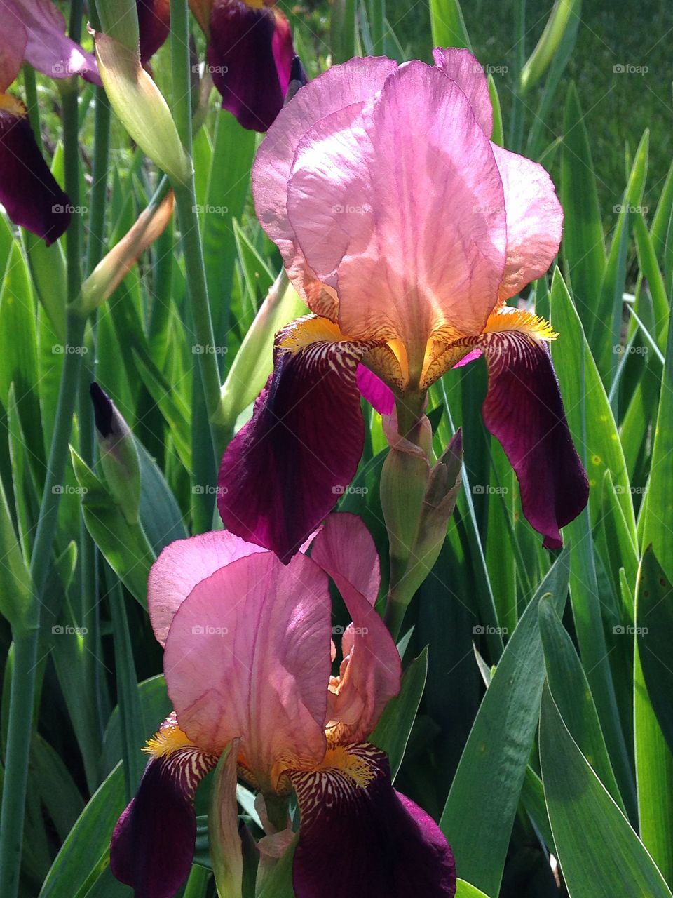 Bearded iris . My Iris came up so full and beautiful this year!  
