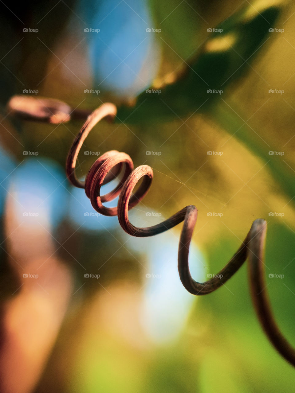 vine plant spiral in the sun