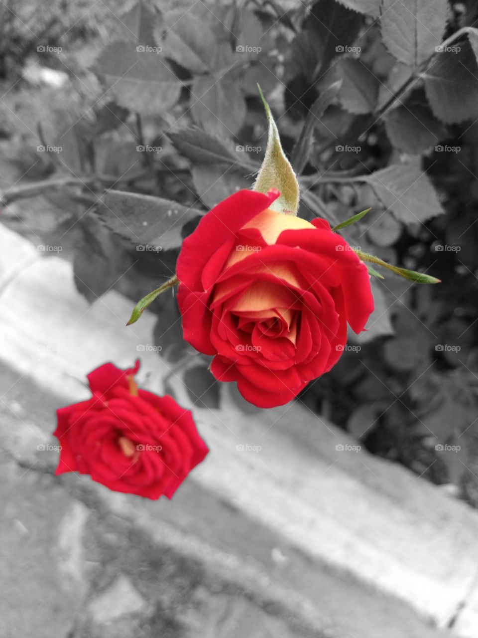Red roses