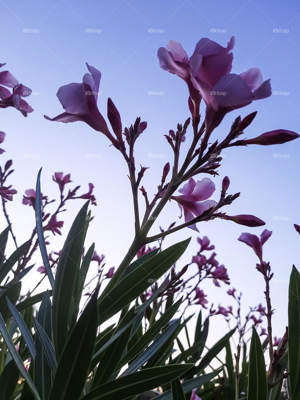 Plant with pink blossom