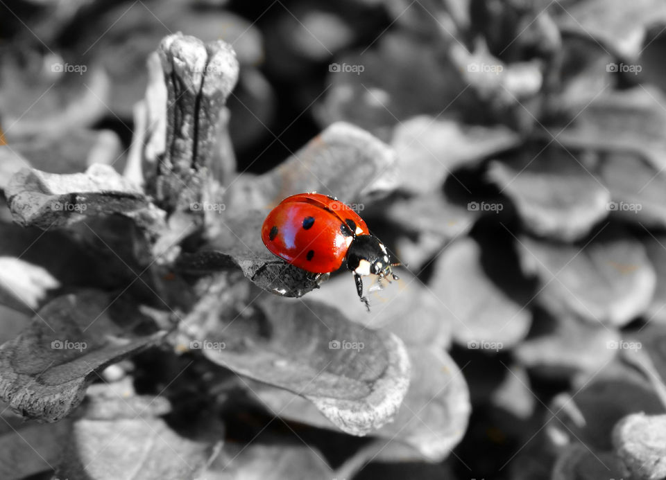 Ladybug