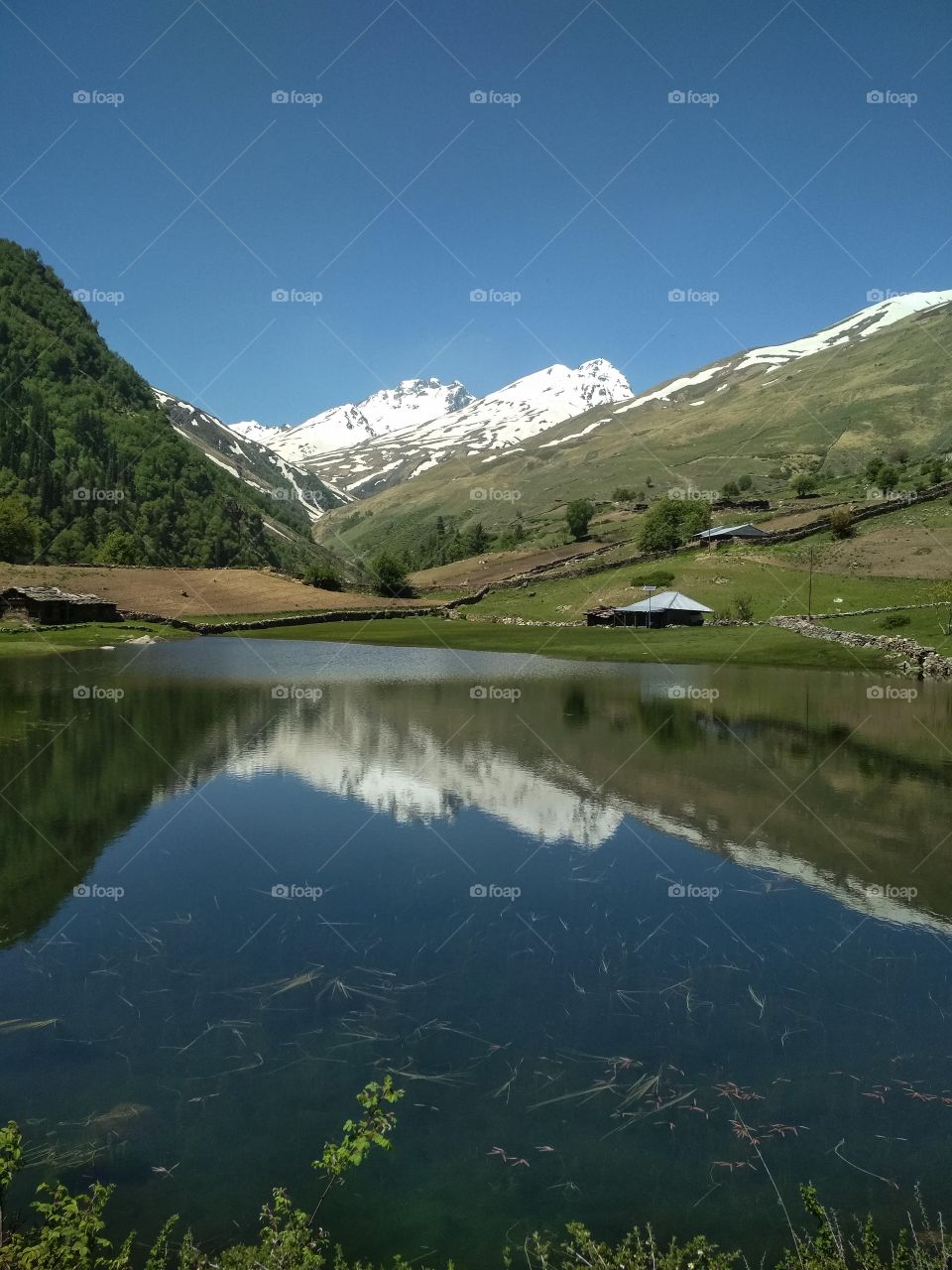 Panoramic view of the reflection of mountain in water. This beautiful photo is from the Kinnaur valley's sangla kanda lake, India. Surrounded by snowcapped mountains whose reflection is seen vibrantly in the algae encompassed water.
