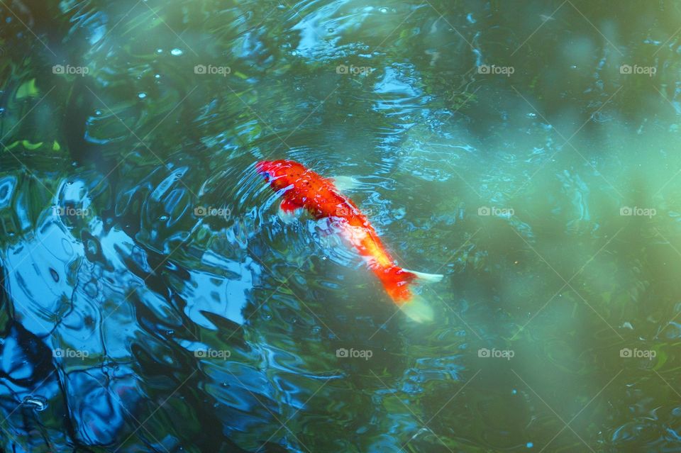 Koi carp swimming in water