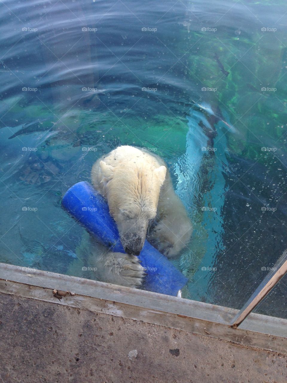 Summertime polar bear. Polar bear at the Columbus zoo 