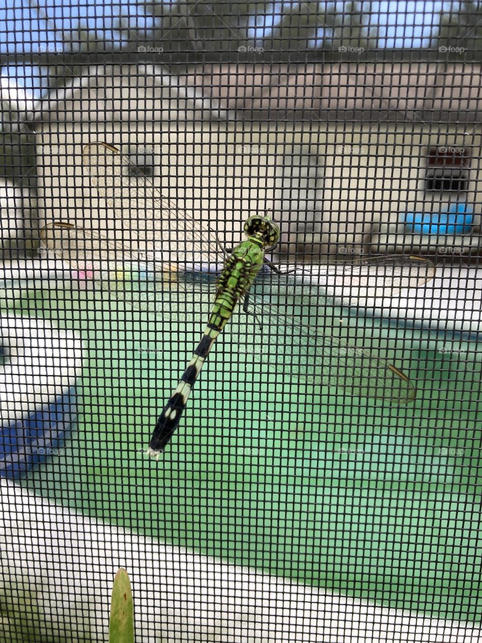 Dragonfly on screen