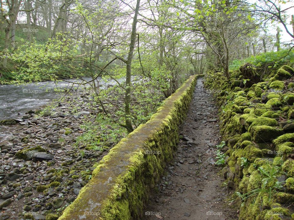 Mossy Path