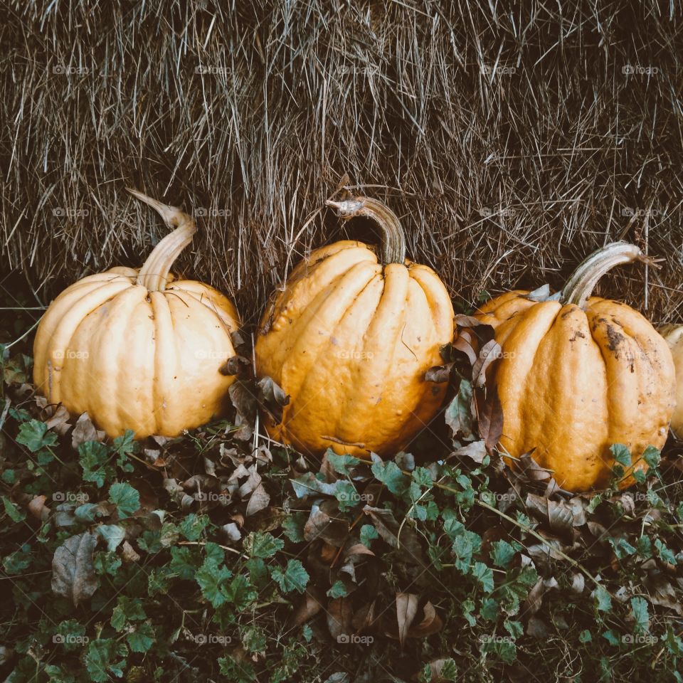 Autumn colors