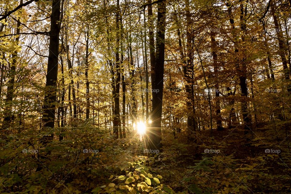 Sun shining in colorful woods in early autumn 