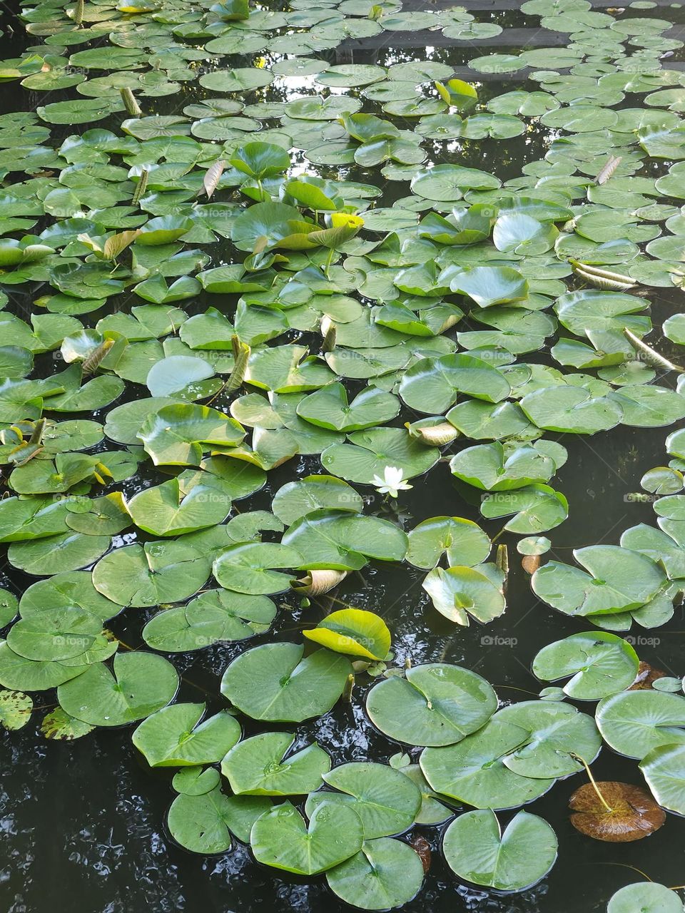 green lily pads floating on pond water